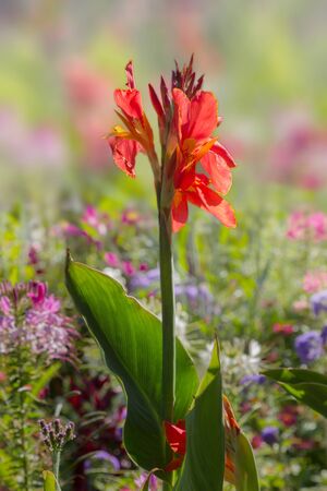 bright red canna indica plant in colorful flowerbed in the gardenの写真素材