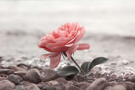 one rosy rose flower at the stony beach, soft water backgroundの写真素材
