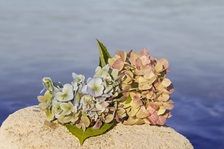hydrangea blossoms on a stone at the beach, blue ocean background