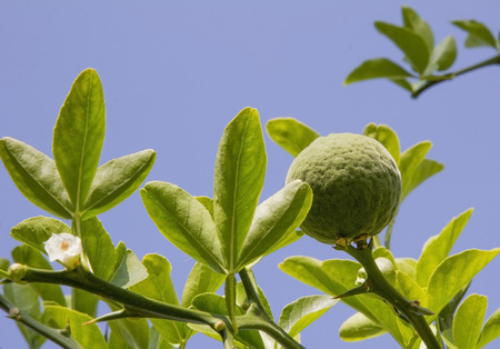 bitter orange - poncirus trifoliata against blue skyの写真素材