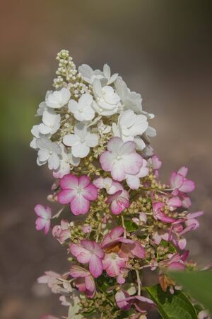hydrangea paniculata blossoms - species vanilla fraise - changing colors in autum