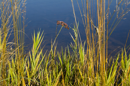 wild caraway and plants at the lake shoreの写真素材