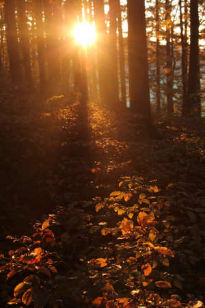 beautiful golden sun between tree stems in the forestの写真素材