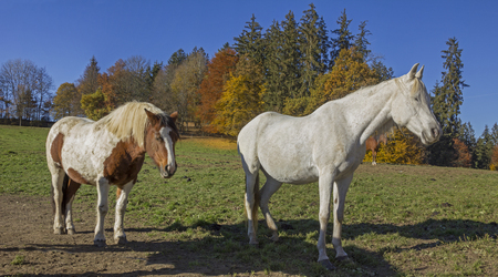 sunbathing horses on the meadow, autumnal edge of the wood landscapeの写真素材