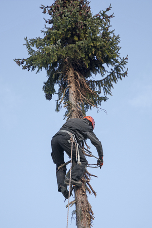 woodworker with security equipment, climbing up a fir treeの写真素材