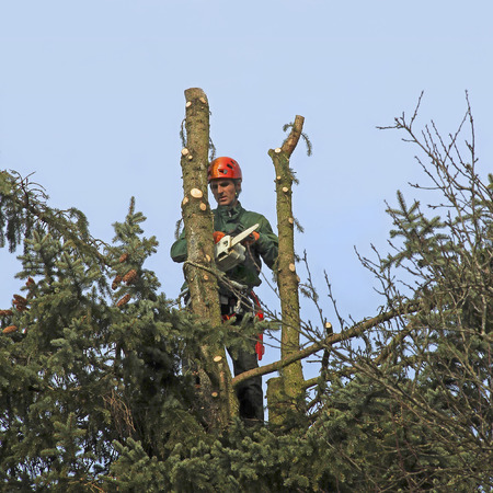 lumberjack in the top of a tree, felling the fir tree with a chain sawの写真素材
