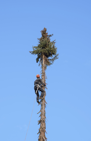 professional lumberjack climbing up a very high fir treeの写真素材