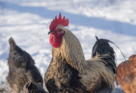 colorful cock and his hens on snowy meadowの写真素材