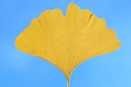 one dried yellow ginkgo leaf against blue skyの写真素材