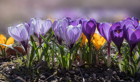 group of blooming crocus flowers in various colors