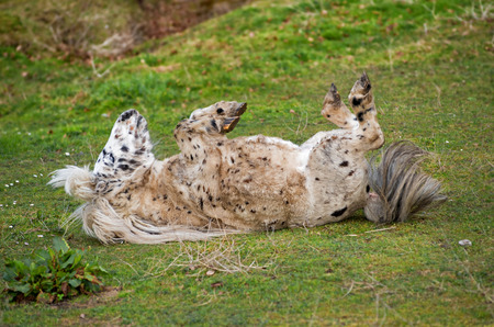 dappled pony on the meadow in spring fever, making rollsの写真素材