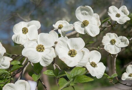 twig with white blossoms of a japanese dogwood bush, cornus kousa. Selective focus.の写真素材
