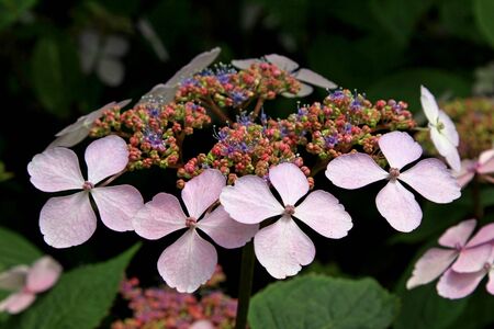 one beautiful blossom multicolor, hydrangea serrata in the garden. Selective focus.