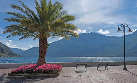 beautiful lakeside promenade with palm tree and flowerbed, limone sul garda, italyの写真素材