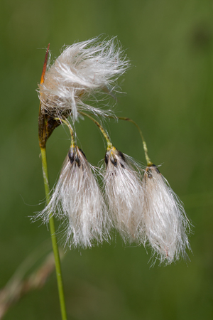 closeup of a broad leaved bog cottonの写真素材
