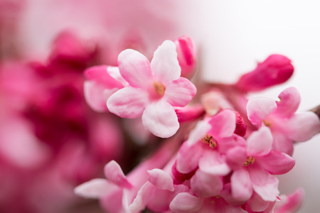 pink winter snowball blossom, blooming in january