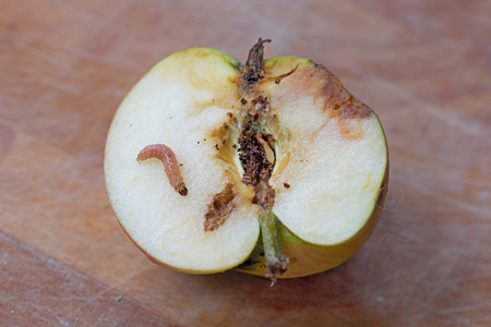 half of a wormy apple with maggot larva on wooden backgroundの写真素材