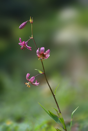 turks cap lily, native species in europe - lilium martagon, upper bavariaの写真素材