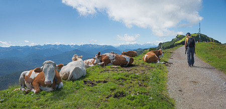 idyllic mountain trail in the bavarian alps with cattle herd and backpackerの写真素材