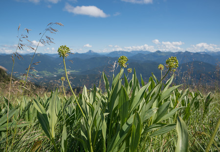 alpine leek - faded allium victorialis in the bavarian alpsの写真素材