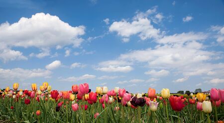 bright tulip field in vivd colors, blue sky with cloudsの写真素材