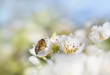 honey bee collecting nectar on white pear tree blossoms at springtime. Soft background and selective...