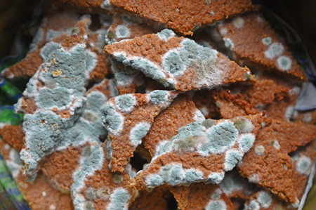 homemade cookies overgrown with blue mold fungusの写真素材