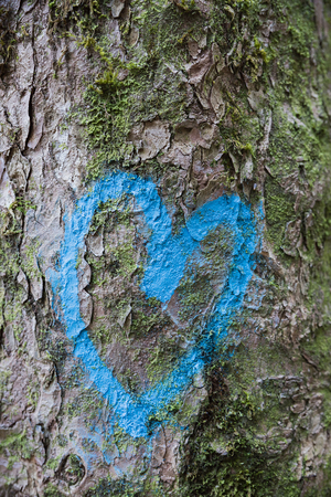 blue heart symbol sprayed on a tree bark with green mossの写真素材
