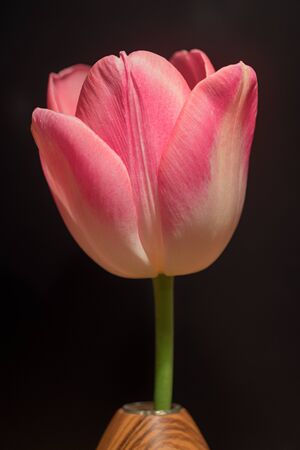 one solid pink tulip blossom in a wooden vase, isolated on black background. selective focus.の写真素材