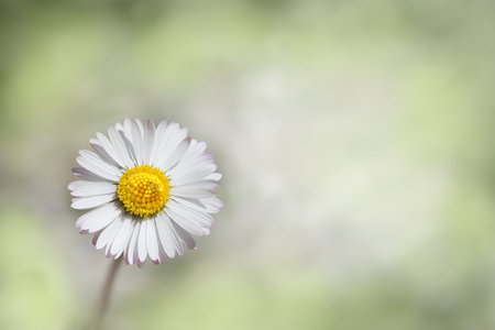 one daisy blossom on blurry springlike background, with copy spaceの写真素材