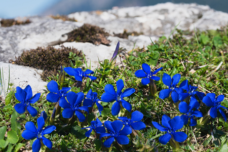 group of bright royal blue spring gentian - gentiana verna - on a rock in the bavarian alpsの写真素材