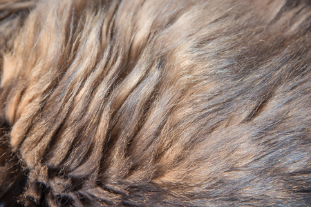 closeup of a brown catskin long hair