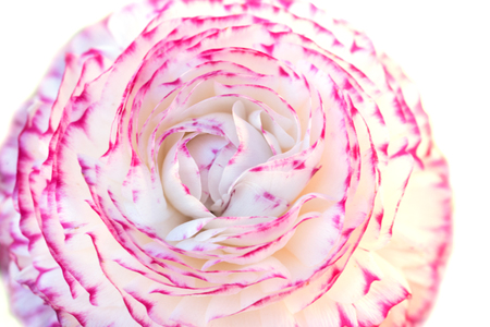 ranunculus asiaticus blossom with pink edge, isolated on white backgroundの写真素材