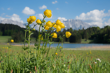 group of yellow globe flowers, alpine landscape geroldsee, upper bavariaの写真素材