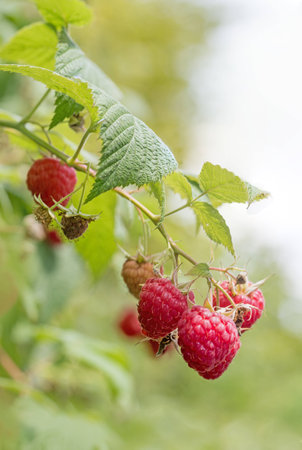raspberry branch with ripe berries, soft shiny background in the garden