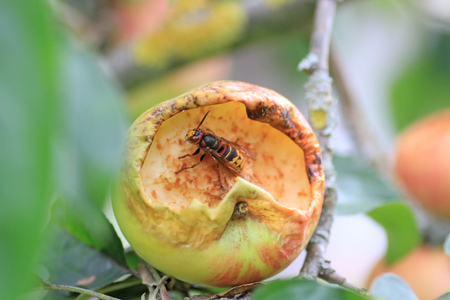 closeup of a giant hornet, hollowed out a ripe yellow apple. selective focus.の写真素材