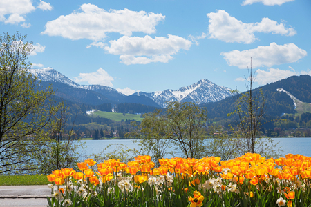 flowerbed with tulips and narcissus flowers at lake shore tegernsee, bavarian alpsの写真素材