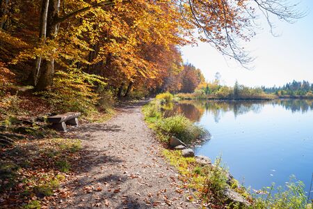 beautiful autumn scenery at moor lake Deininger Weiher with wooden bench and golden beech leavesの写真素材
