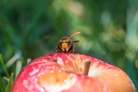 hornet on a red ripe apple in the grass, blurry green background with copy space