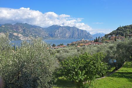 mediterranean landscape italy with view to garda lake and malcesine, green olive treesの写真素材