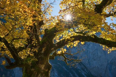 tree crown of an old gnarled maple tree with golden leaves, alpine landscape, sunburst through the foliageの写真素材