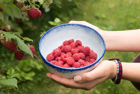 young woman holding a self-styled ceramic bowl with picked raspberries, outdoor in the garden....