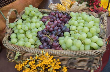 wicker basket full with green and blue grapes, thanksgiving decoration on a tableの写真素材