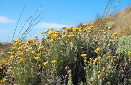 mediterranean immortelle, yellow blooming coastal flower algarve portugal and blue skyの写真素材