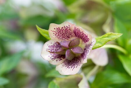 christmas rose, helleborus. light pink color with purple spots, green leaves.の写真素材
