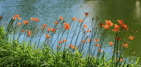 plantation with orange blooming tiger lilies at the lake shoreの写真素材