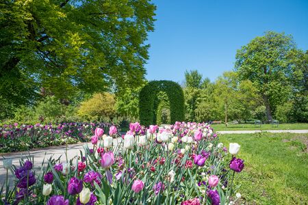 tulip flower bed and walkway in the Rosengarten park, district Untergiesing in munich. spring landscapeの写真素材