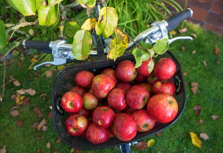 apple harvesting in the home garden. fresh picked red apples in a bicycle basket, top viewの写真素材