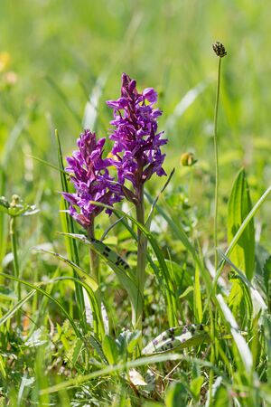 purple colored marsh orchid, protected wildflower - dactylorhiza, green grassの写真素材