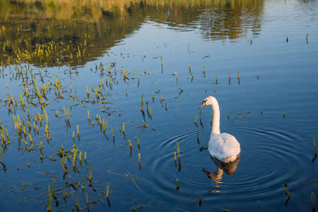 white swan at the blue lakeの写真素材